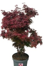 Roter Fächerahorn Acer Palmatum Shaina 80 - 100 cm Ahorn