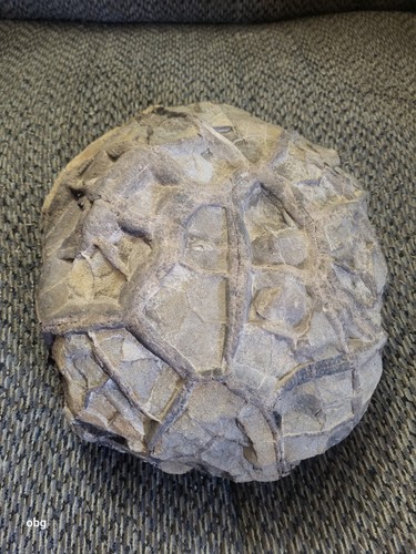 Rough Septarian Nodule weighing 25.8 pounds