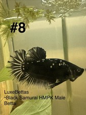 8 Premium Black Samurai Betta High-Quality Plakat Male USA SHIP HMPk Betta