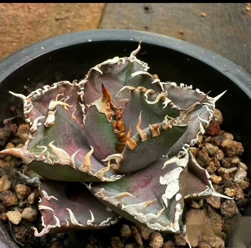6-8cm Agave Titanota ‘King Kong’ Rare Agave Succulent Plant(seedling)