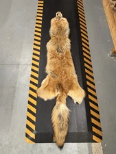 Soft Tanned Coyote (rare Red Color Phase)