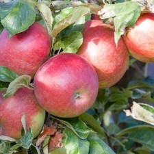 Säulen-Apfelbaum Mango - Winterhart Obstbaum Pflanze 80cm / 140cm