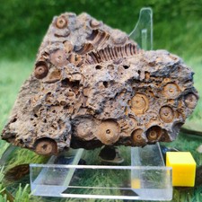 Large Jurassic coral fossil