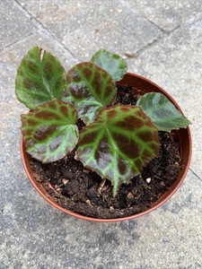 Online Shopping Rare Begonia Rajah Cheap Shoponline Www Ybc Yemen Com