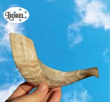 Cheap 8"/20cm Small RAM SHOFAR from Israel Jewish Kosher Blow Horn Synagogue