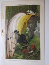 vintage Color Print Litho Birds of Paradise
