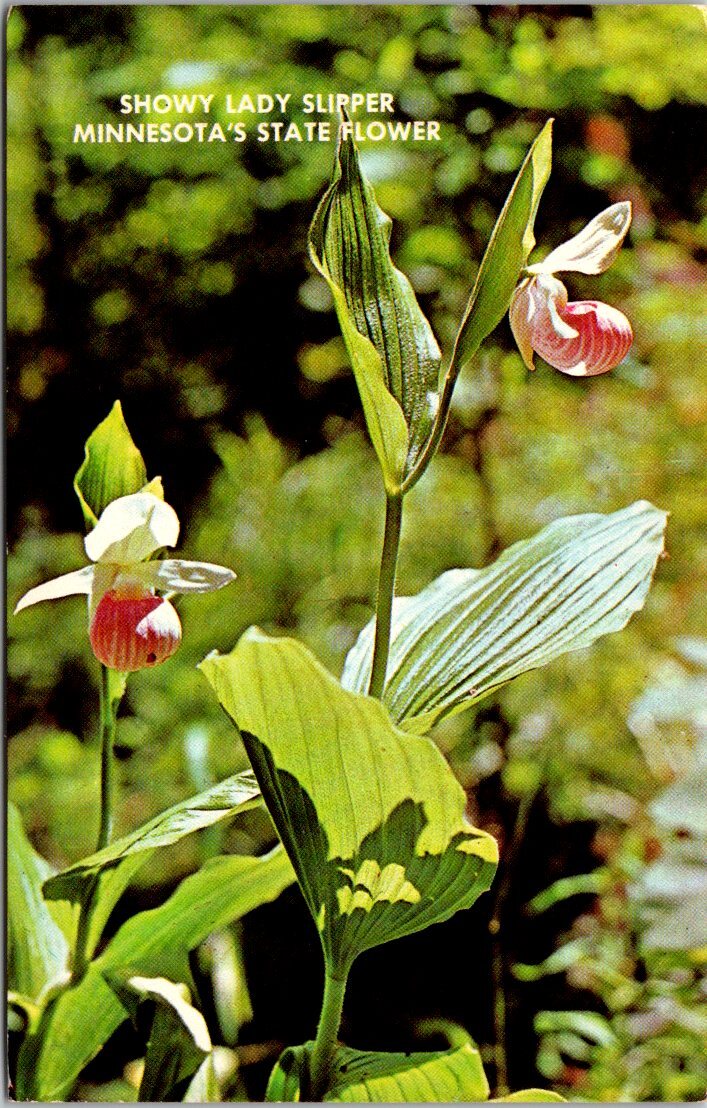 MN State Flower Showy Lady Slipper Orchid of the North Pink