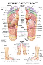 Reflexology of the Foot Wall Art Poster Human Anatomy Medical Print