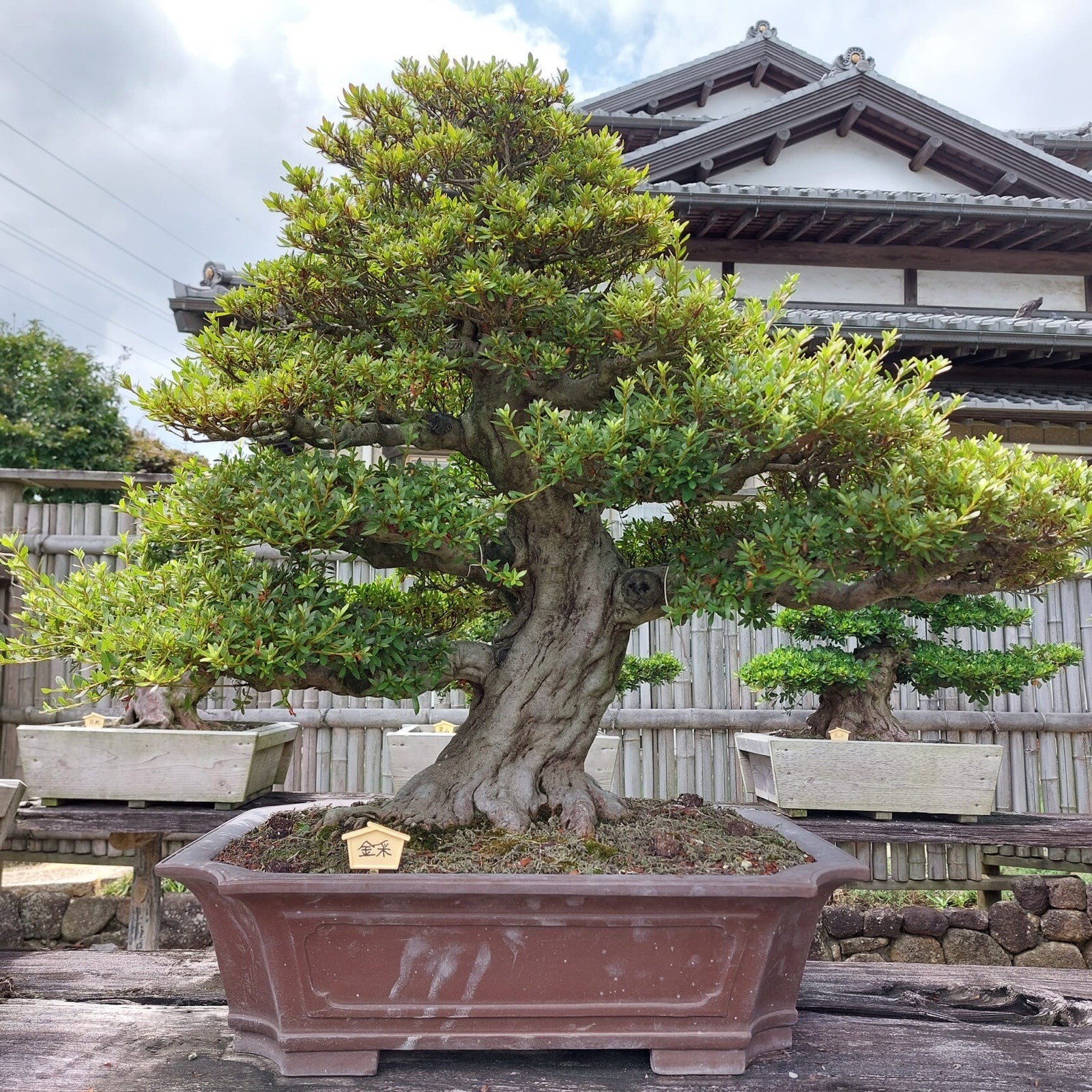 Joe Mega Bonsai " Kinsai " Rare Jap.satsuki Azalee Tokoname Japan Bowl