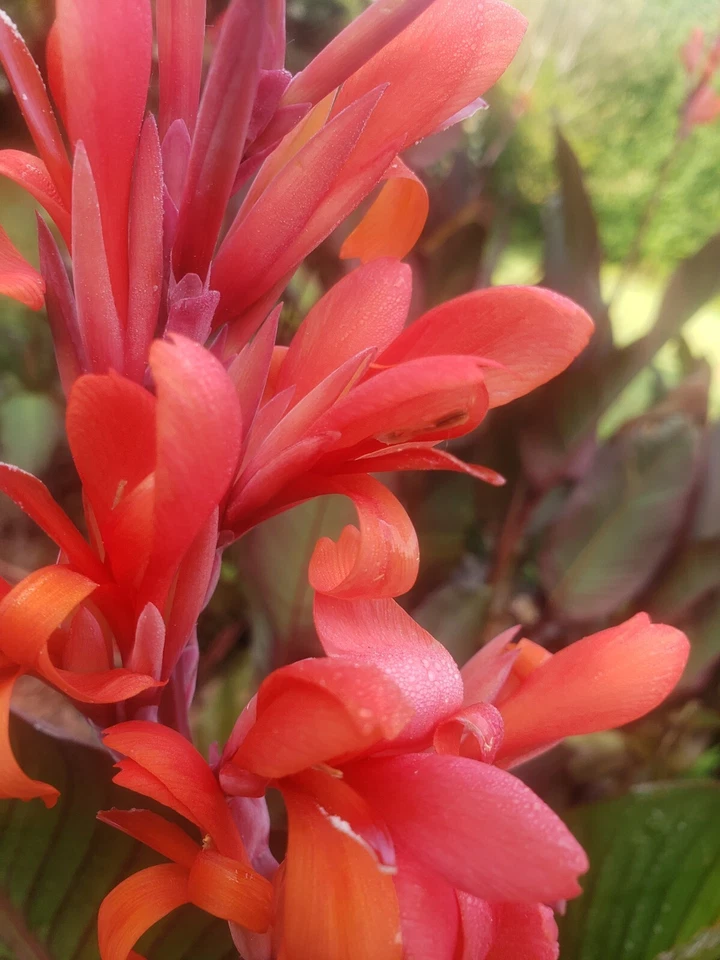 Orange Canna Lily Bulbs. (5) Bulbos de coyoles anaranjados (5) Rhizome Bulbs - Image 2 of 3