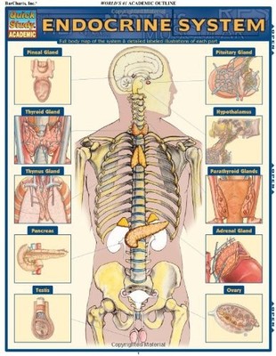 ENDOCRINE SYSTEM (QUICK STUDY ACADEMIC) By Inc. Barcharts **BRAND NEW**