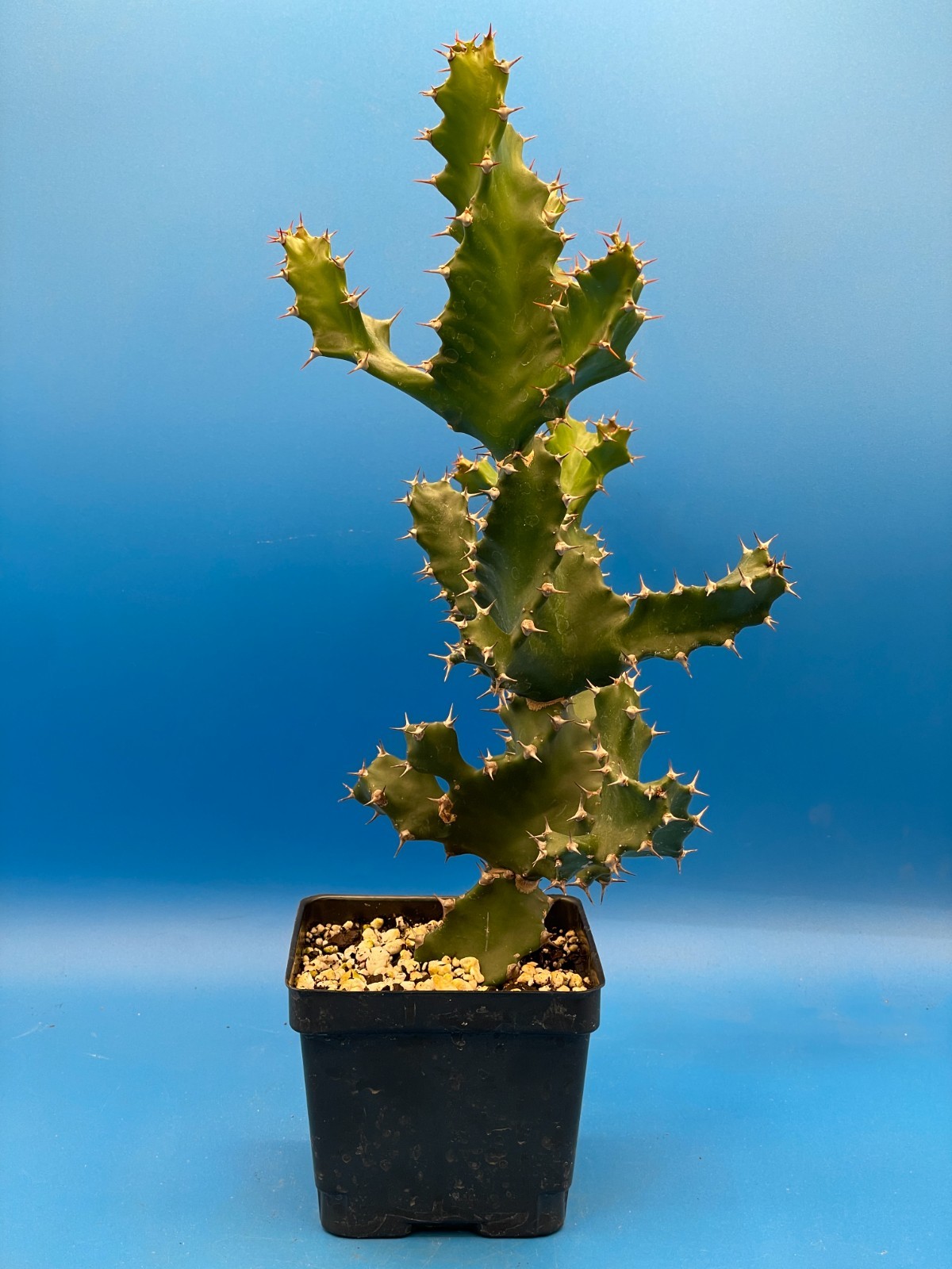 Spiral Euphorbia - Euphorbia Tortilis 4.5" Pot! Twisted Spurge - Super Healthy!