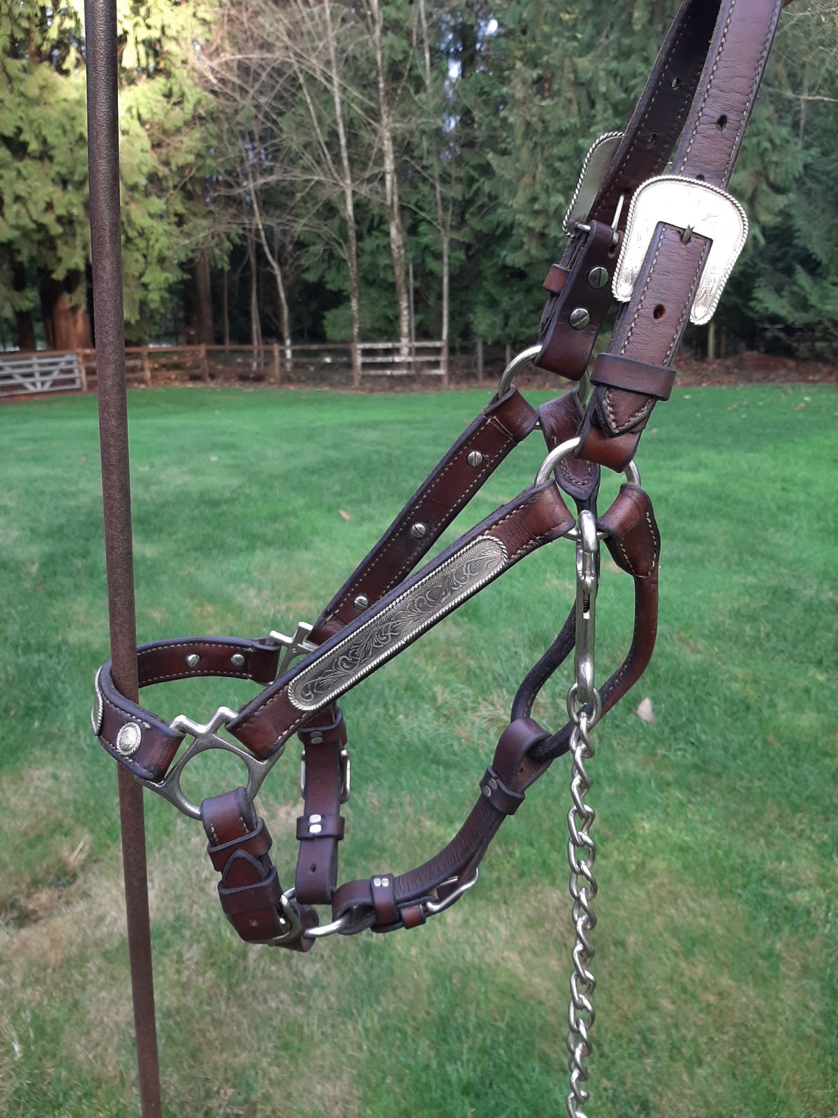 Vintage Alpaca Silver Show Halter Mare W/Lead