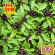 Fresh Thai Basil Seeds | Jiu Ceng Ta | Heirloom | Non-GMO | Asian Herb Seeds