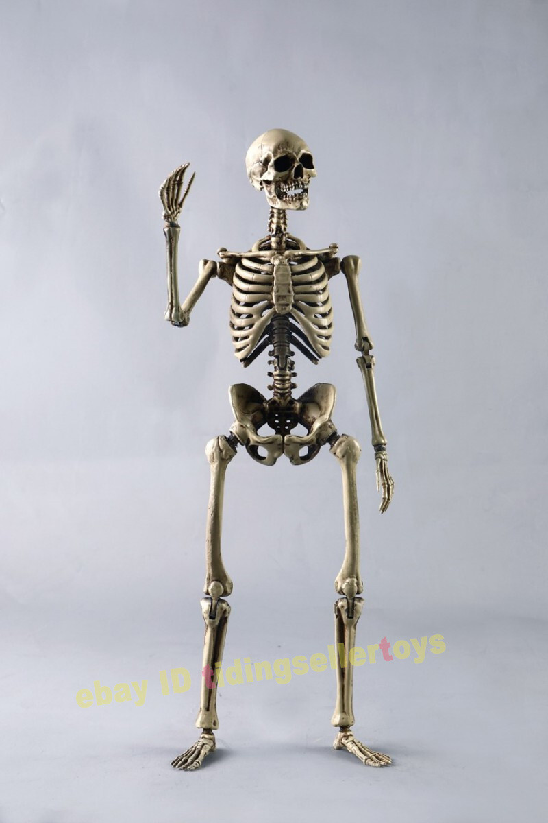 COOMODEL Skull THE HUMAN SKELETON DIECAST ALLOY 1/6 Action Figures