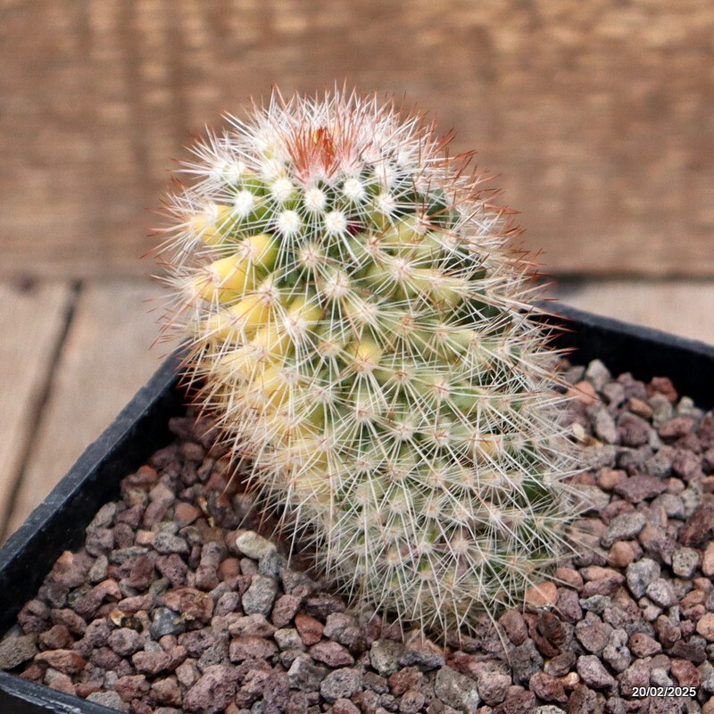 D566 MAMMILLARIA SPINOSISSIMA VARIEGATED pot10-H8-W5 cm MaMa Cactus | eBay