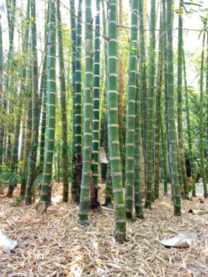 その他 bamboo 10 GIANT NEOTROPICAL BAMBOO SEEEDS - Guadua Angustifolia -(Gua Duo