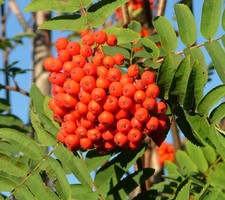 ROWAN TREE in a 9cm pot (MOUNTAIN ASH) - Sorbus