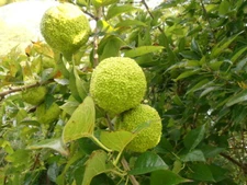 50 OSAGE ORANGE TREE SEEDS Bois D Arc Tree Fresh Seeds From Bois D Arc MO