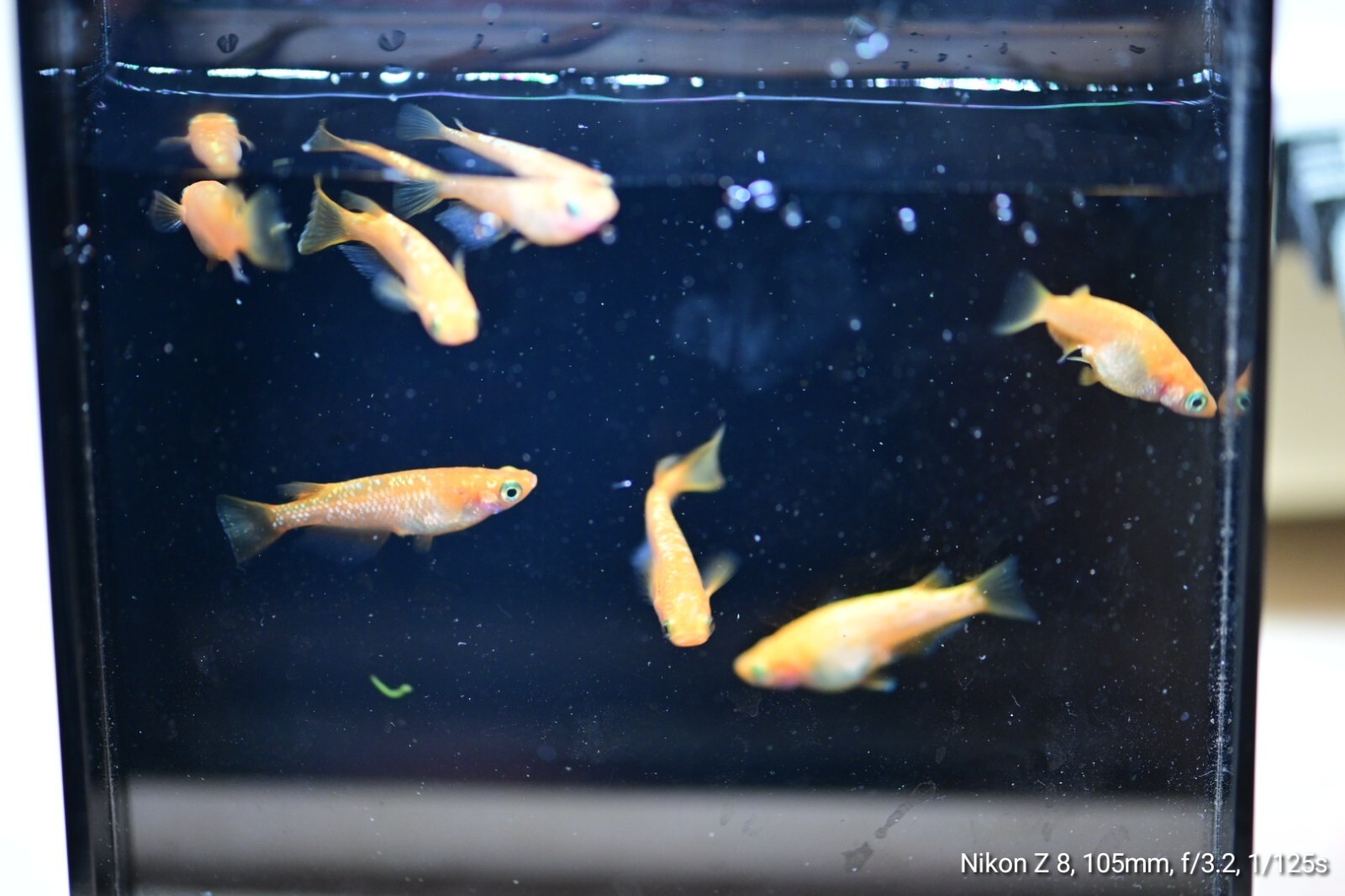 紅華 Kouka Medaka Rice Fish Eggs 10 fertilized eggs + α US Bred eBay