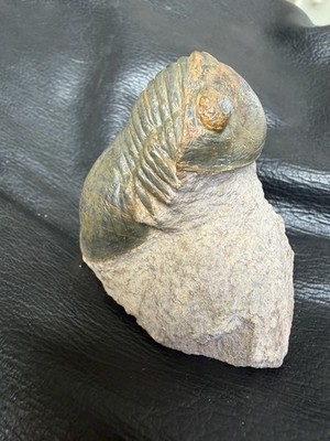 Fossil Trilobit Paralejurus - Devonzeit - Marokko -