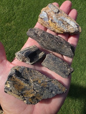 Mosasaur Jaw Sections No Tooth TX Ozan Fossil