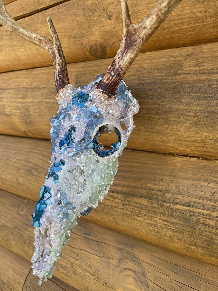 し*け様 蝦夷鹿hunting trophy（deer skull） 蝦夷鹿hunting trophy（deer skull）