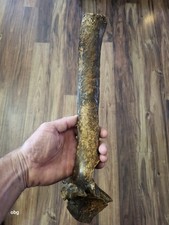 Historic Bison thoracic vertebra  Holocene era