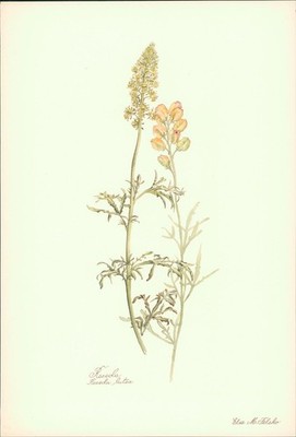 Reseda - Reseda lutea. Druck nach Aquarell von Elsa M. Felsko. Offsetdruck. Fels