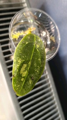 Hoya sp. aff. rinzti Borneo Wachsblume Zimmerpflanze bewurzelt