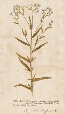 yarrow Schafgarbe Achillea Botanik nature printing Naturselbstdruck Kniphof 1757