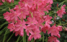 1x 2L  Plant Water Pond Aquatic Kaffir Lily Pink