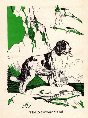 1940 Antique Newfoundland Print Vintage Diana Thorne Newfoundland Art 5046a