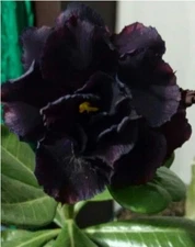 4 White Black Desert Rose Seeds Adenium Flowers Flower Perennial