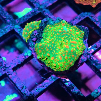 WYSIWYG - Discosoma Green Red Dot Bubbles