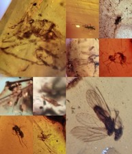 10 pieces authentic Myanmar insect Amber specimen fossil dinosaur age 9.24-11