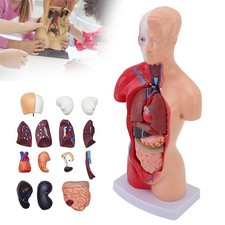 K&ouml;rpermodell Torso Anatomie 28cm Menschliche Organe Abnehmbar Medizin Lehrmodell