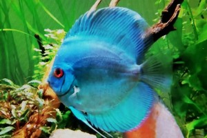 discus fish ebay