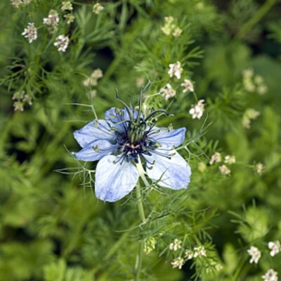 10 Kg Di Cumino Nero Puro Nero Semi Di Cumino Alta Qualit&agrave;