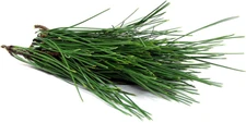 Fresh Wild Harvest  Pine Tree Needle Tea  leaves 10 oz. SURAMIN & SHIKIMIC ACID