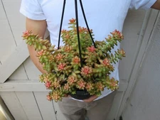 Sedum Adolphi Shooting Stars Succulent