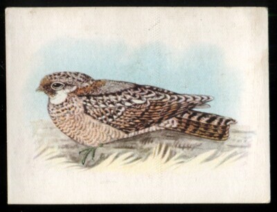 Tabakkarte, UTC, OUR SOUTH AFRICAN BIRDS, 1942, groß, Pennantwing Nightjar, #71