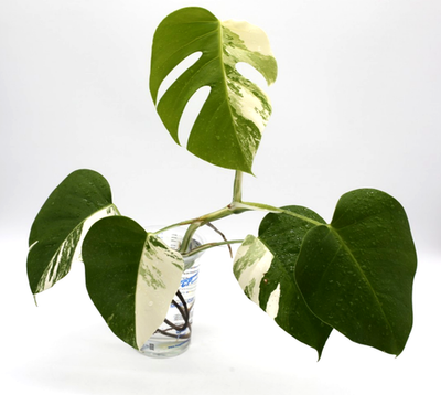 Monstera Albo Borsigiana Variegated Top Cutting Rooted | eBay