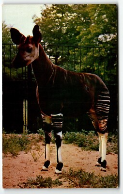 Postcard Okapi Brookfield Zoo Chicago Illinois IL UNP