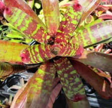 BUY 4 SAVE 20% BROMELIAD Neoregelia CHECKERBOARD Colorful Mini Hybrid