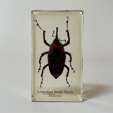 Real Life Bugs And Insects Taxidermy Long-nose Jungle Beetle Glass Resin Block