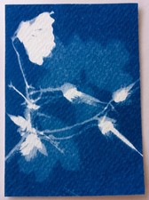 Original signed ACEO Collectors Art. Cyantype Floral 9/12