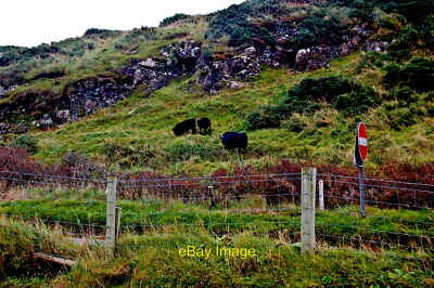 Photo 12x8 Antrim Coast - Cattle Grazing on a Hillside near Dunluce Castle  c201
