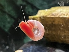 20 Ramshorn Snails , Pink, Blue, Red, brown Algae Eaters,TankCleaners