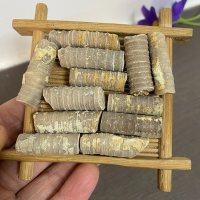 64g 12pcs  crinoid stems crystal Mineral samples  b04
